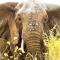 Kruger Lodge Mjejane - Luxury Family Villa in Greater Kruger