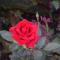 Rose Garden Inn