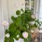 Blomstertantens Hus