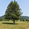 Holly Tree Retreat Located In Beautiful Luray, VA. - Luray