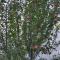 Valley Guest House Pahalgam