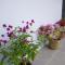 Greenery Studio, Kubot a Sentral