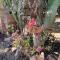 Garden Apartment, Cortijo Fruitful Hills
