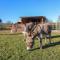 Langdale Barn - Okehampton