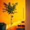 Lost In Beauty Guest House 龙脊梯田野望民宿 - Longsheng