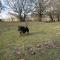 Chickens, great walks & local pubs, Games Room and Free Parking