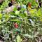 Villa Abu Sulthan - Garden Farm House