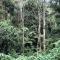 The Rustic Gorilla Cabin-Bwindi - Kanungu