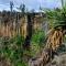 El Gato Glamping con vista al valle