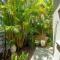 Palm Garden Villa-Apt - Tropical Oasis at Cronulla Beach - 克罗纳拉