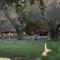 Mashatu Lodge