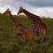 Wildehondekloof Game Lodge