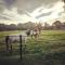 Le Ranch Amadeus