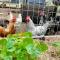Mountview Alpaca Farmhouse