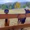 Mountview Alpaca Farmhouse