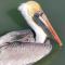 Iguana Updated Home By Large Imperial River 1 Mi to Beach - Bonita Springs
