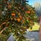 The Orange Garden