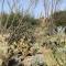 Garden Home with Mountain & Desert Views home