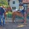 Horse House