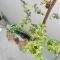 TreeHaus 38 Moulmein by SSL - Pulau Tikus Georgetown - 乔治市
