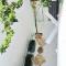 TreeHaus 38 Moulmein by SSL - Pulau Tikus Georgetown - 乔治市