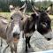 Tiny Home + Donkeys + Alpacas - Tamborine