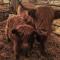 GITE AMERICAN DINER sur la site THE FARM OUEST capacité 7 personnes - La Chaize-le-Vicomte