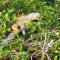 Sea Turtle - Fresh Spacious Cottage W&D Kit 1.3 Mi to Beach