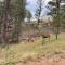 Rustic cabin charm w/ hot tub, arcade basketball - وودلاند بارك