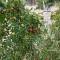Rustic Villas Barlovic