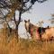 The Lazy Leopard Lodge - Hoedspruit