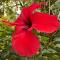 LHIBISCUS rénové Sept 2025