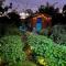 Gypsy Mama in Greyton