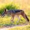 Valley Lodge - Babanango Game Reserve - Dundee