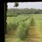 Private country house surrounded by olive trees - Crespiá