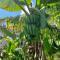 Backra`s Villa