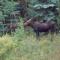 Private 313 Acre retreat/lakes/direct forest entry