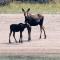 Bear Tracks Loft 20 Miles to West Yellowstone & Air Condition & Wifi - Rea