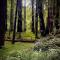 Avenue of the Giants Caraway Cottage (#3)