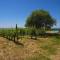 Tenuta Angelici Winery Casa Contea with pool and panoramic pool Cortona