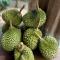 Kung Nok Tha Resort Nakhon Si Thammarat - 洛坤府