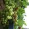 Millas Vineyard Estate
