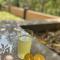 The Green Thumb Farm Stay
