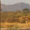 Samburu Dik-Dik House & Susuk Self-catering Cottage - Archers Post