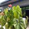 REBERO RESORT Ltd