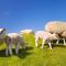 Puur Texels 9a