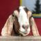 Basement Suite on a Goat Farm - Rossland