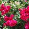 Sirocos Rooms And Studios