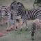 Baardbos Private Game Reserve - Stilbaai