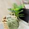 Appartement tropical